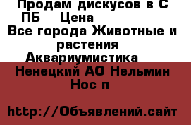 Продам дискусов в С-ПБ. › Цена ­ 3500-4500 - Все города Животные и растения » Аквариумистика   . Ненецкий АО,Нельмин Нос п.